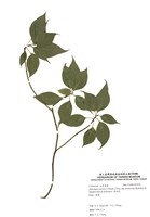 藏品(臺灣青莢葉)的圖片